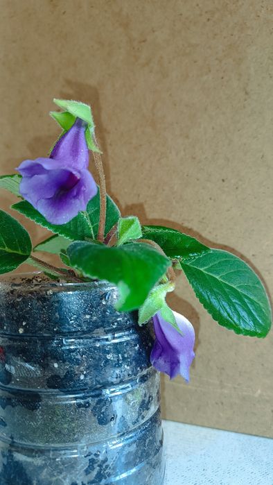 Глоксиния фиолетовая