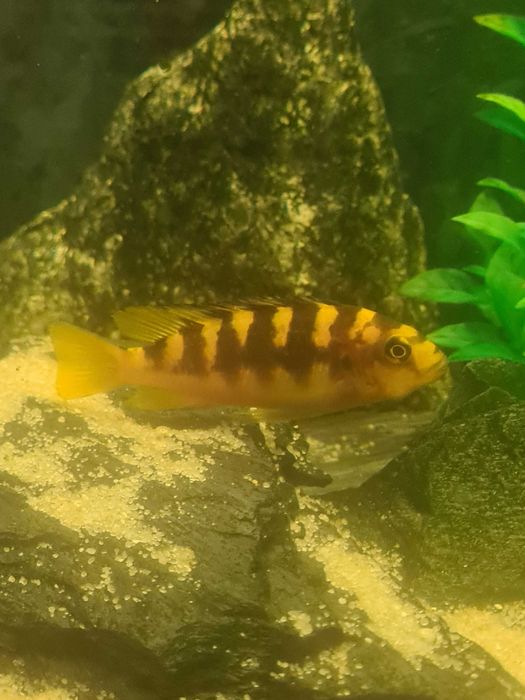 Ryby - pyszczaki (szerszenie) dorosłe