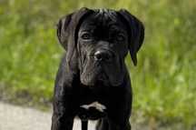 Czarna suczka Cane Corso po mocnych rodzicach ZKwP/FCI