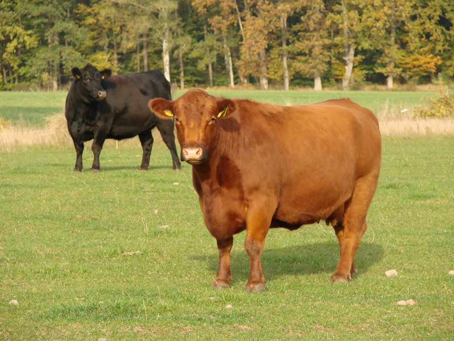 Angus czarny, krowa po pierwszym wycieleniu, 45 sztuk, waga 800 kg