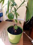 Kwiat pieniążek pilea