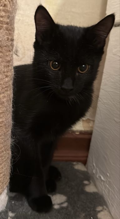 Котенок мальчик в хорошие руки