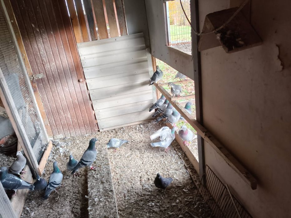 Sprzedam gołębie pocztowe