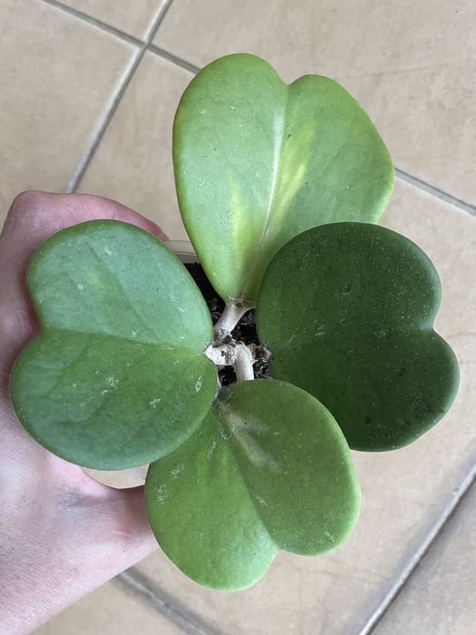 Хойя Керри перманент еллов