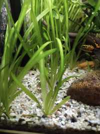 Nurzaniec - roślinka akwariowa