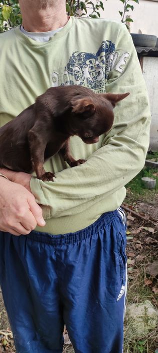 Шоколадный чихуахуа