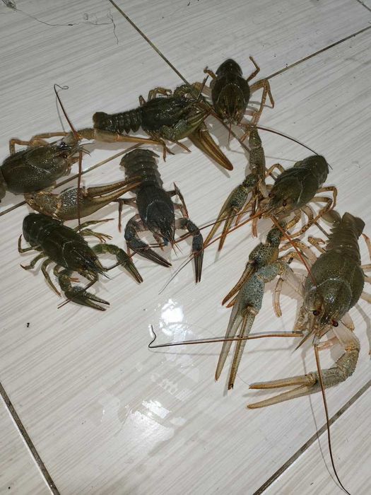 Живі РАКИ перлини України!