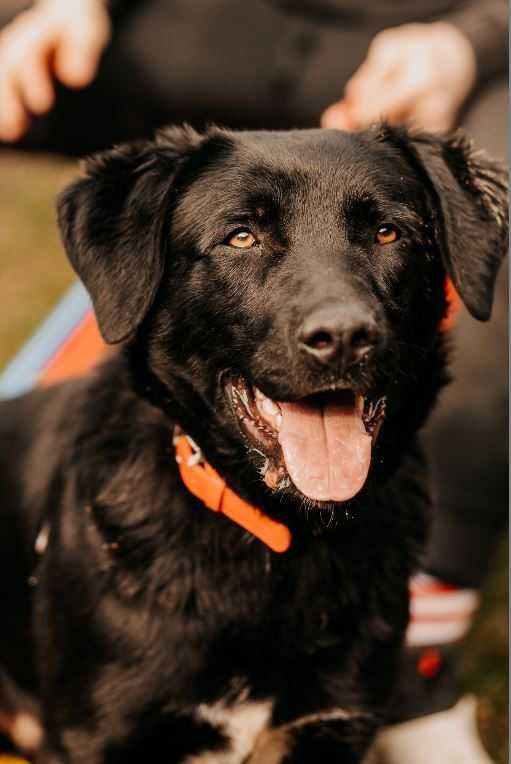 Czarne psy mają małe szanse na adopcję... Rocznemu Soto musi się udać!