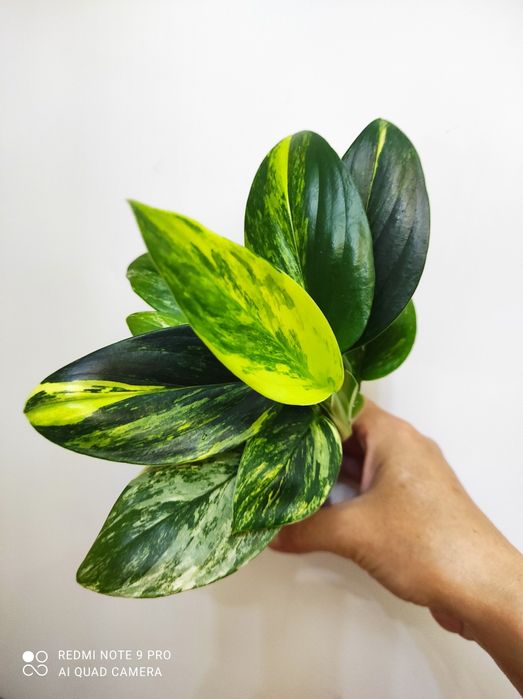 Монстера Стандлиана елоу