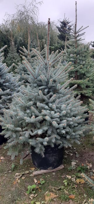 Choinki świąteczne, Jodła, Świerk choinka doniczkowa z korzeniem