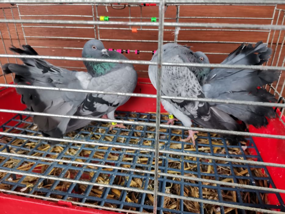 Gołębie ozdobne - pawiki