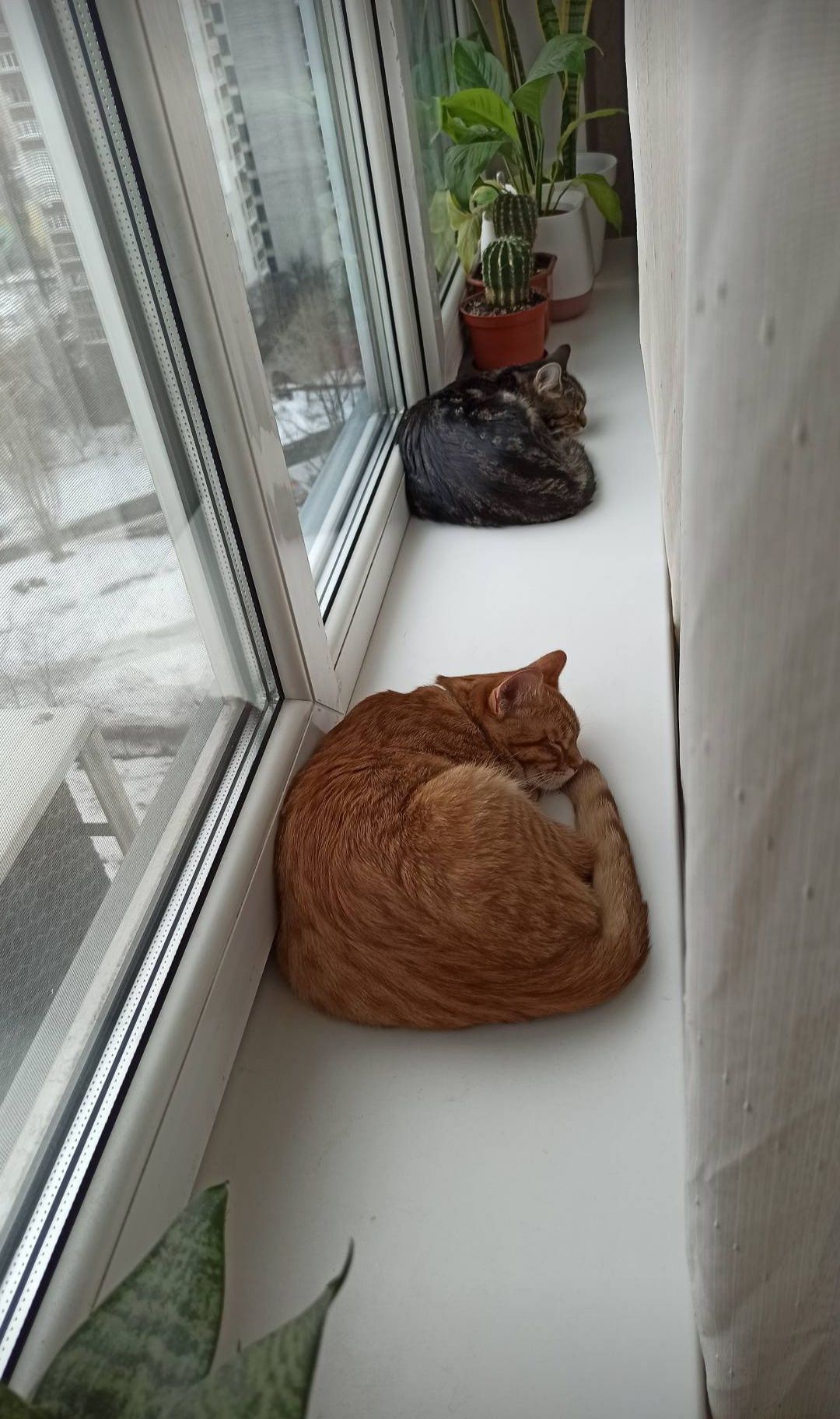 Перетримка котів у своїй квартирі