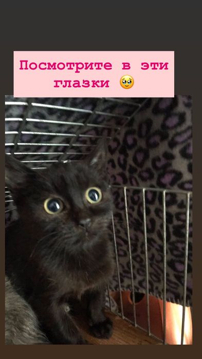 Спасённый чёрный котёнок бесплатно