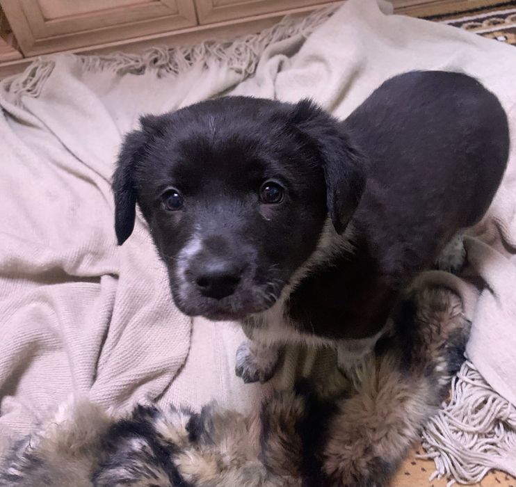 Отдам собаку в добрые руки