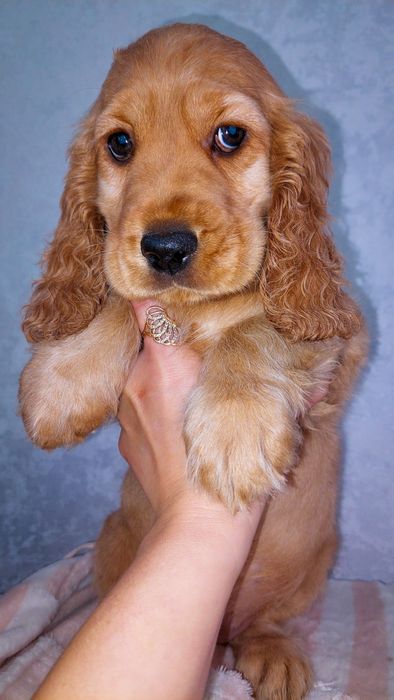 Англійський кокер спаніель