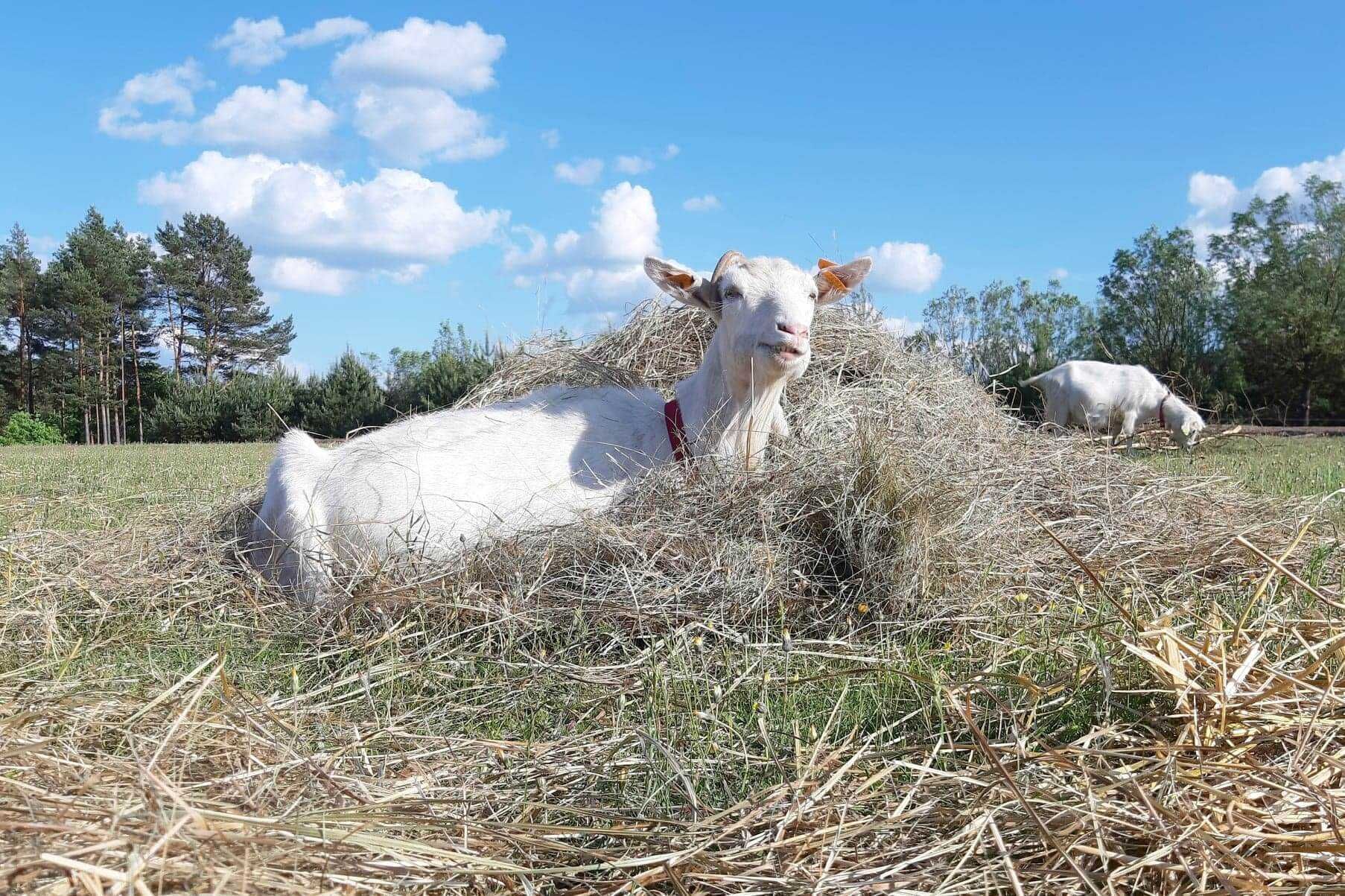 Kozie mleko z małego gospodarstwa.