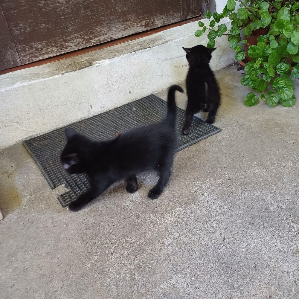 Dá-se gatinhos nascidos no inicio de Maio