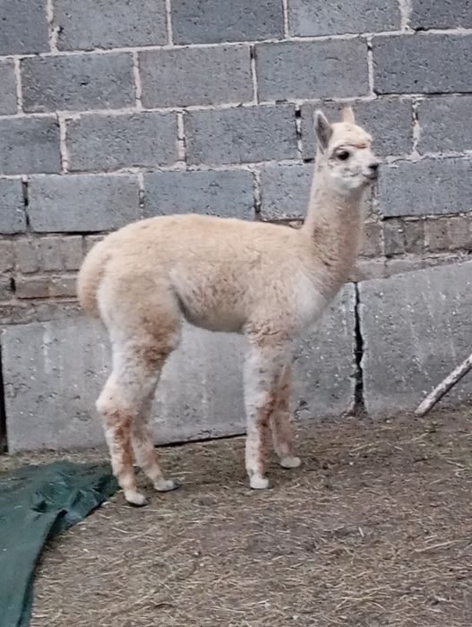 Młode Alpaki rezerwacja samczyk alpaka  piękny słodziak huacaya