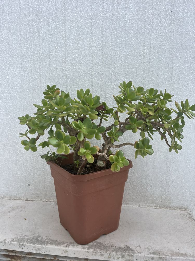 Planta Suculenta Jade crassula ovata
