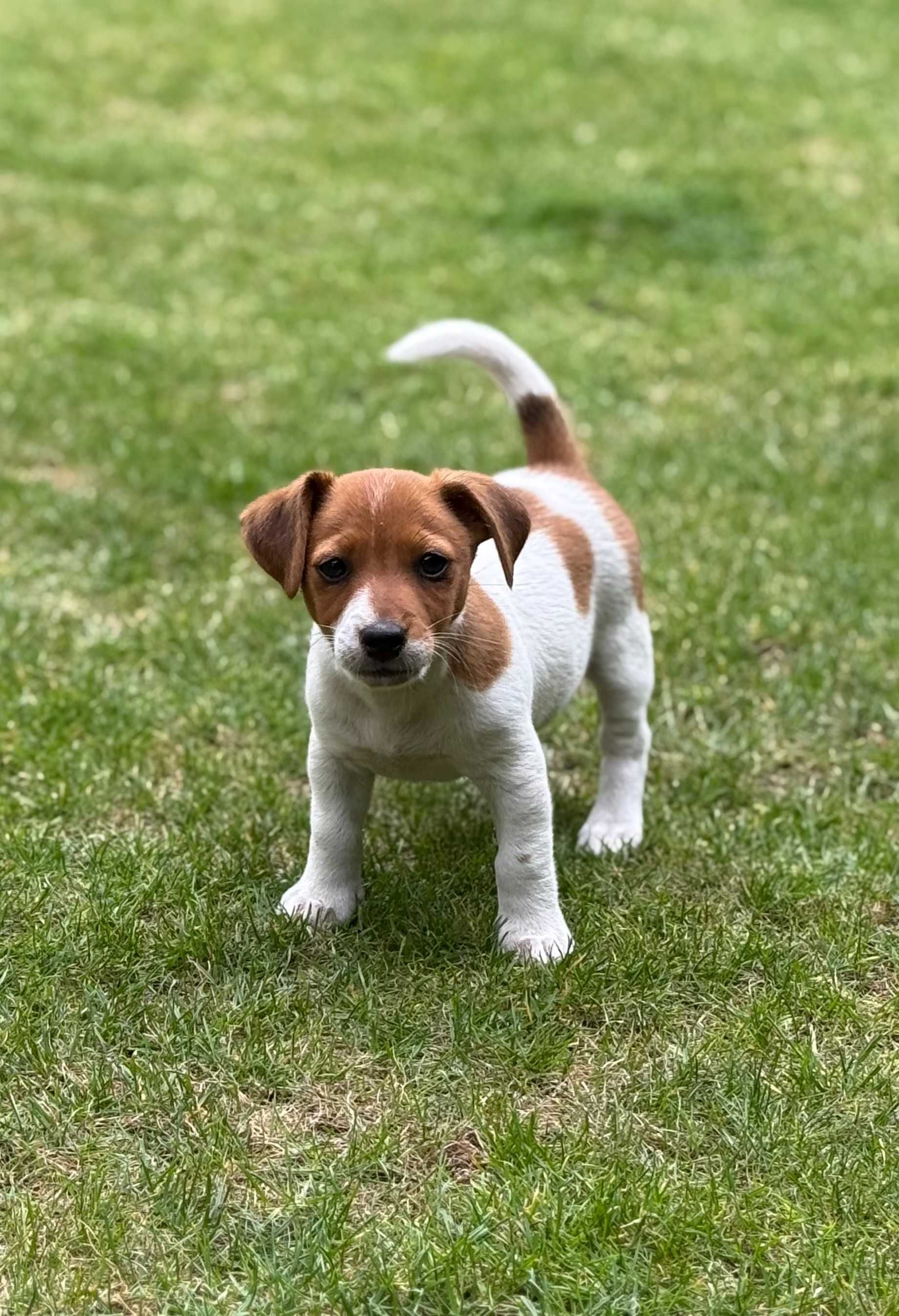 Jack Russell Terrier piękny piesek od #SMARTIE JACKS# male Jack
