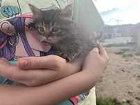 СРОЧНО! Котятам нужен дом! Остались без мамы.