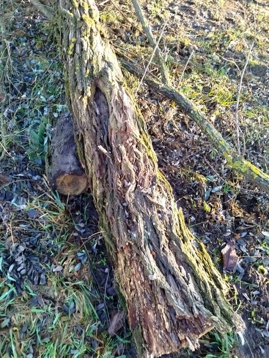 Drewno na opał ścięte za darmo!