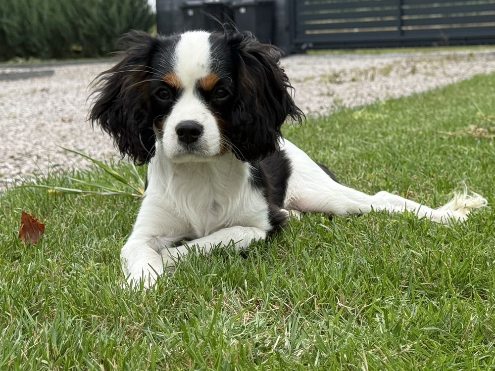 Cavalier King Chrles Spaniel