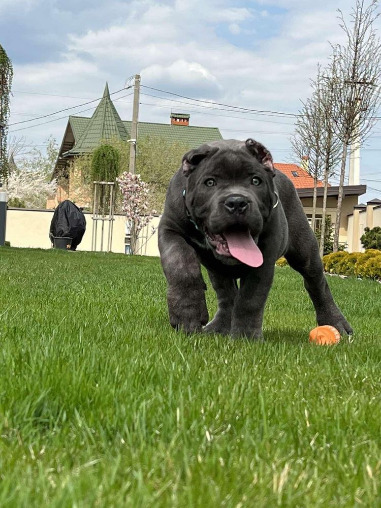 Неперевершені малюки-Cane corso Italiano