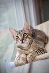 Котик Джин в любящую семью