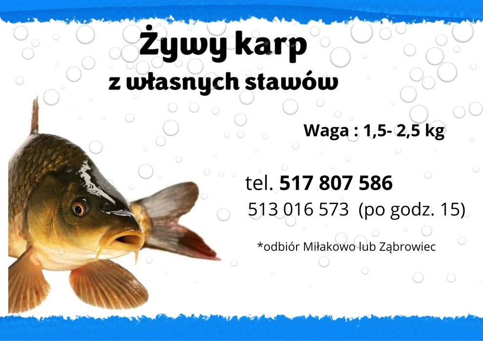 Karp królewski 1,5- 2,5 kg
