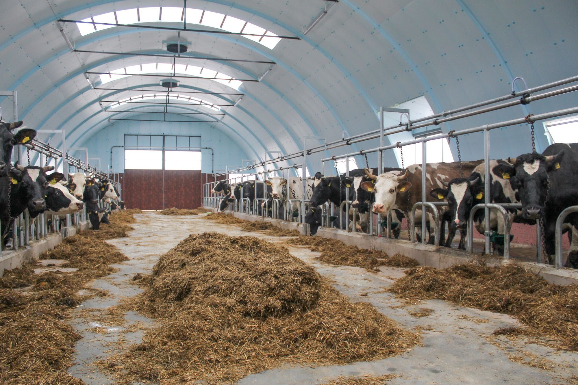 Termoizolacja Hala Łukowa Tunelowa Stalowa Agrohala Styrodur XPS AGRO