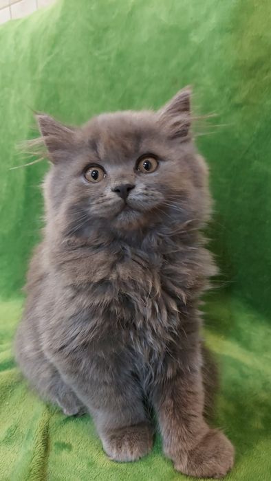 Шотландські кошенята