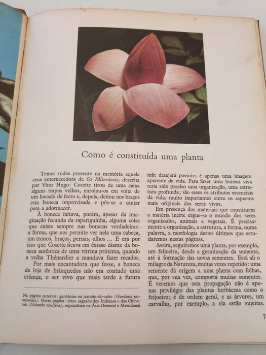 O Mundo das Plantas de Henri Rousseau