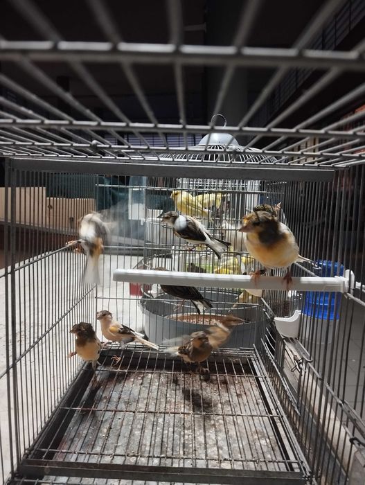 Canários arlequins e amarelos