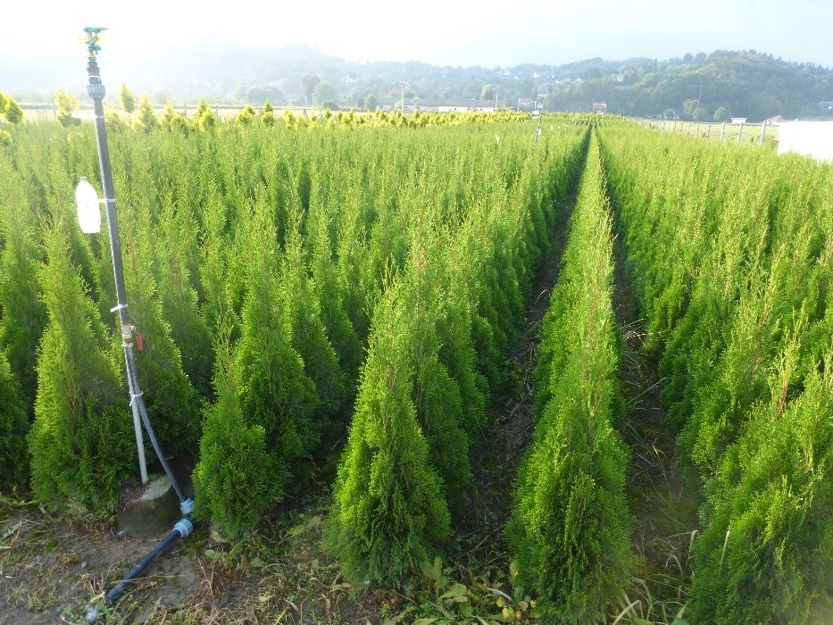 tuja Szmaragd do 170 cm Thuja Smaragd (ZAKLICZYN)