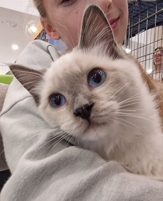 Kocurek Ragdoll blue mitted