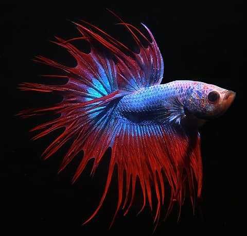 Betta plakat koi
Betta dumbo
Betta crown tail
Betta halfmoon