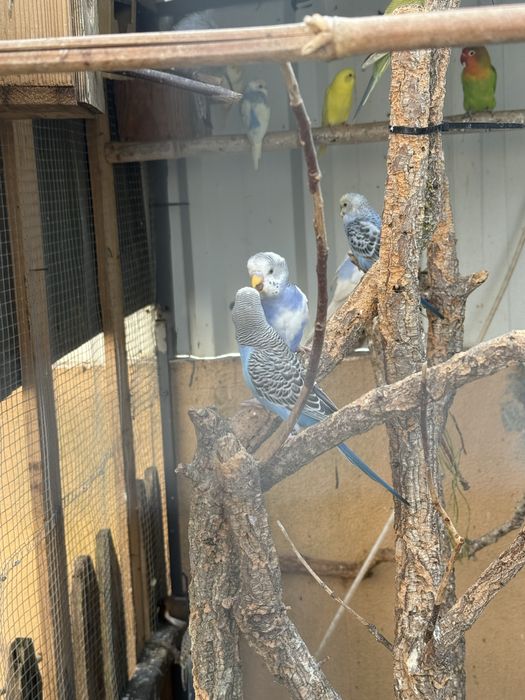 Piriquitos australianos