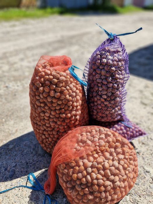 Фундук. Свіжий горіх. Горішки. Ліщина.