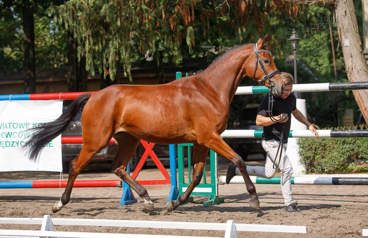 Klacz po Comme Le Pere / Comme Il Faut / Contender / Pilot / Guidam