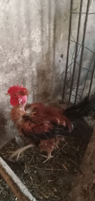 Sprzedam tegoroczne koguty ozdobne loczki gołoszyjce,brakla srebrna