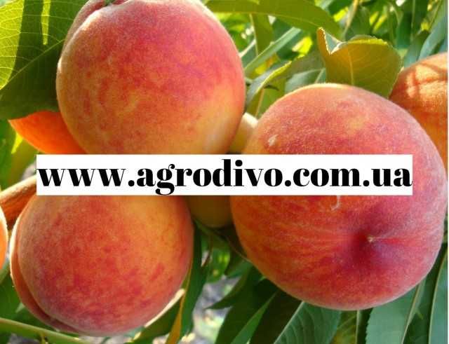 Саджанці плодових дерев, кущів, троянд на agrodivo.com.ua