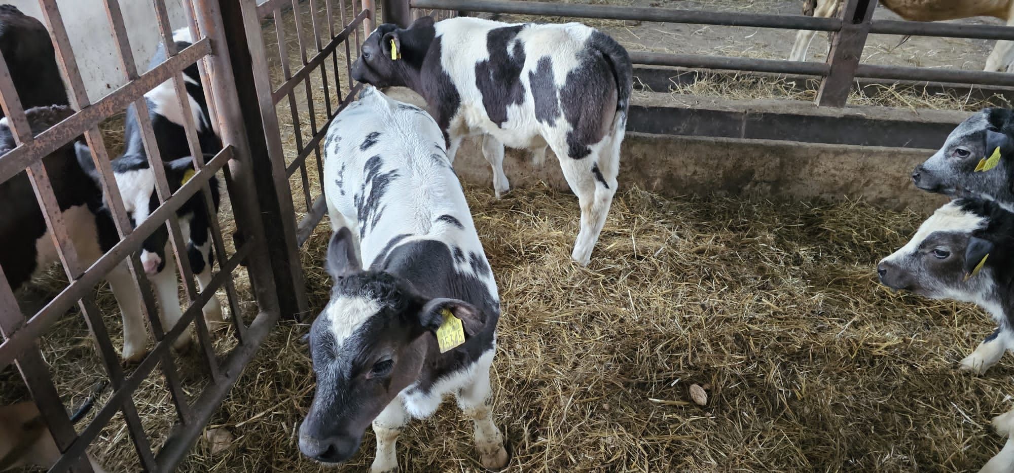 Nowa dostawa cieląt rasy bb i mm okazja