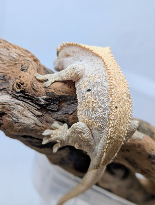 Gekon orzęsiony samiczka