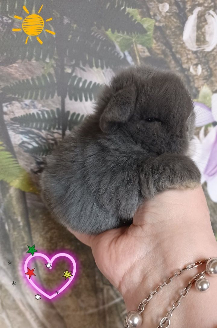 Kroliczki mini lop miniaturka hodowla zarejestrowana