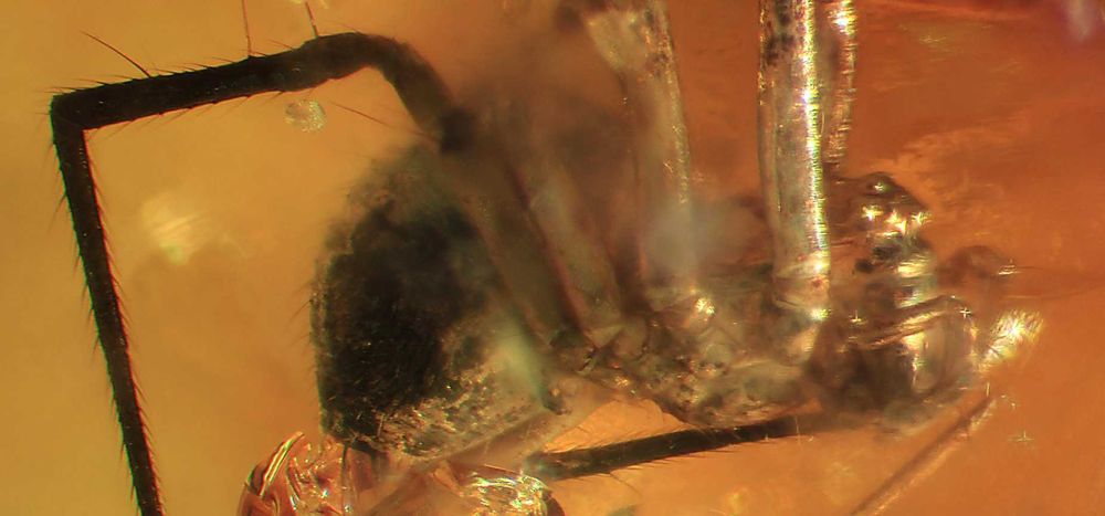 Bursztyn inkluzja wymarły pająk z Eocenu Araneae