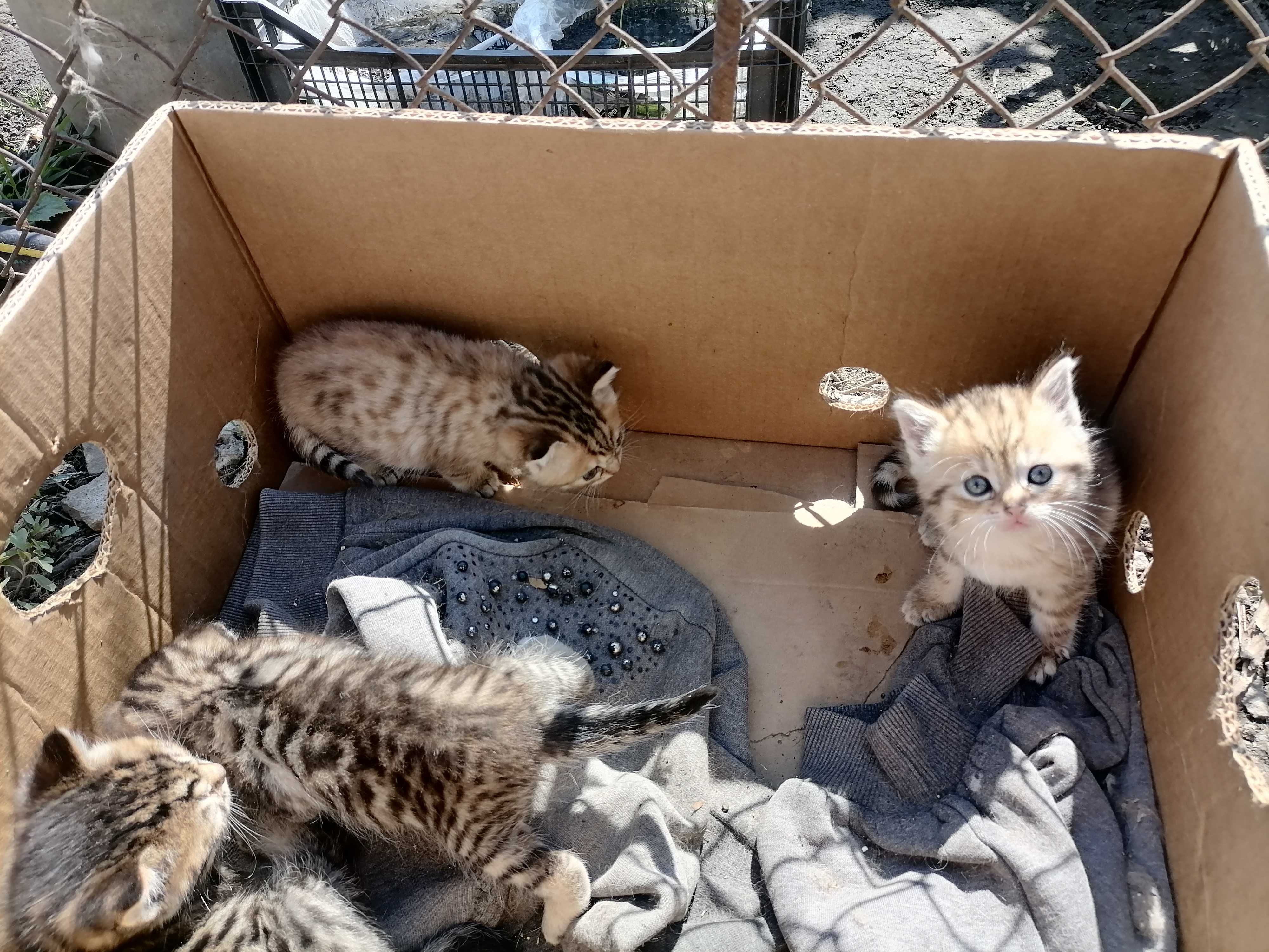 Котята вислоухие