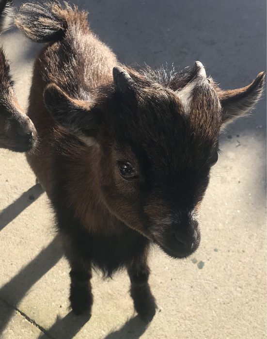 Cabrito Anão 6 meses