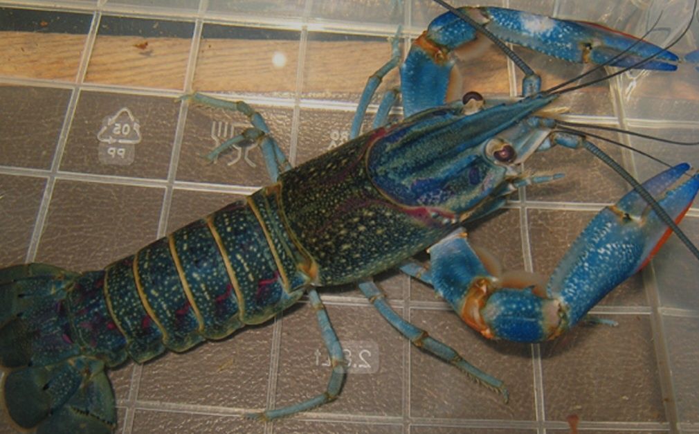 Рак австралійський (мальок)