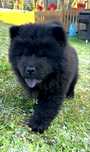 Chow Chow uroczy czarny piesek Gotowy do odbioru !